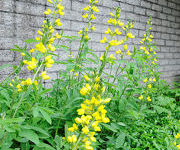 Thermopsis lanceolata