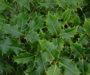 Ilex aquifolium