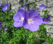 Geranium 'Orion'