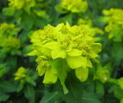 Euphorbia polychroma