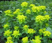 Euphorbia_polychroma_-Zonneborders_1.JPG
