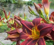 Hemerocallis 'Black Prince'