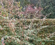 Cotoneaster salicifolius 'Willeke'