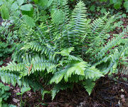 Osmunda regalis 'Purpurascens'