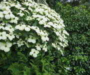 Cornus kousa