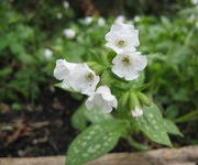 Pulmonaria officinalis 'Sissinghurst White'