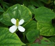 Houttuynia cordata 