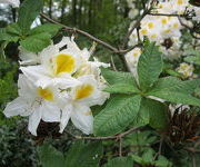 Rhododendron 'Persil'