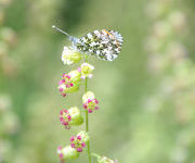 Tellima grandiflora 'Rubra'