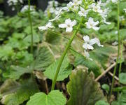 Pachyphragma macrophylla