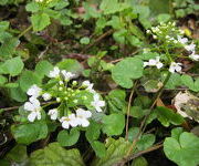 Pachyphragma_macrophyllum-_Moerastuin_2.JPG