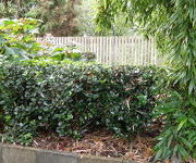 Ilex_meserveae_Blue_Prince_3.JPG