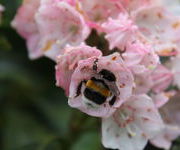 Kalmia latifolia