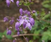 Thalictrum delavayi 'Hinckley'