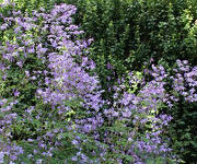 Thalictrum_delavayi_Hinckley_2.jpg