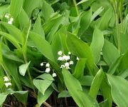 Convallaria majalis