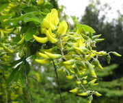 Laburnum watereri 'Vossii'