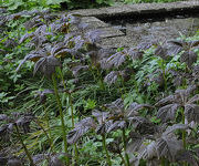 Rodgersia podophylla