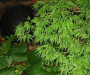 Rodgersia_podophylla2_1.JPG