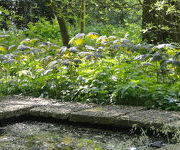 Rodgersia_podophylla2_2.JPG