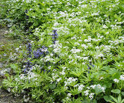 Asperula taurina