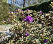 Rhododendron_impeditum_2.jpg