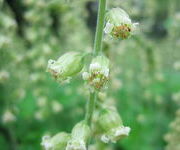 Tellima grandiflora