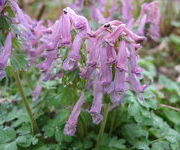 Corydalis solida 