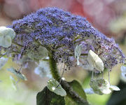 Hydrangea aspera subsp. sargentiana