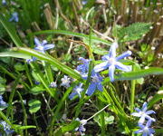 Scilla siberica