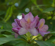 Rhododendron 'Catawbiense Grandiflorum'