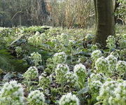 Petasites albus 