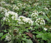 Petasites_albus-Verwilderingstuin_2.JPG