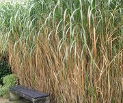 Miscanthus floridulus