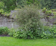 Deutzia hybrida 'Mont Rose'