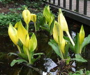 Lysichiton americanus