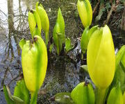 Lysichiton_americanus-Watertuin_1.JPG