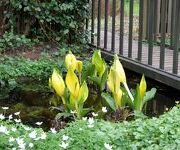 Lysichiton_americanus.JPG