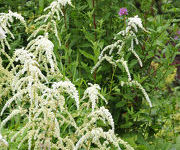 Astilbe chinensis