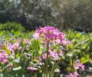 Primula rosea