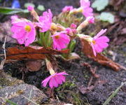 Primula_rosea-_Watertuin.JPG