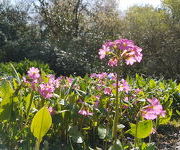 Primula_rosea_1.jpg