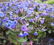 Pulmonaria angustifolia 'Azurea'