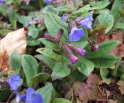 Pulmonaria_angustifolia_Azurea_1.jpg