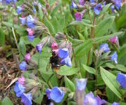 pulmonaria_angustifolia_Azurea_2.JPG