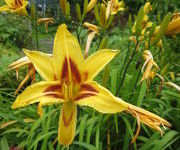 Hemerocallis 'Bonanza'