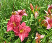 Hemerocallis 'Siloam Red Toy'