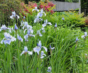 Iris sibirica 'Soft Blue'