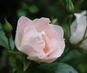 Rosa 'Bordurella'