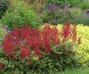 Astilbe 'Red Sentinel'